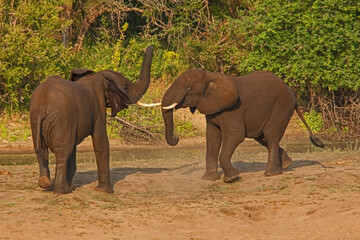 Young African Elephant bulls fighting 13671