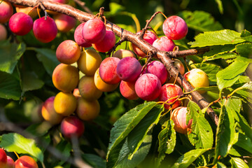 A close up of a branch with a large number of wild yellow and red plums as the sun shines down on...