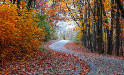 Colorful autumn trees by the biking trail in rural Michigan