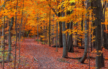 Bright autumn trees at its peak color by the scenic walking trail.