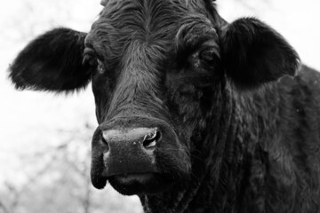 Judgmental cow face close up on farm.