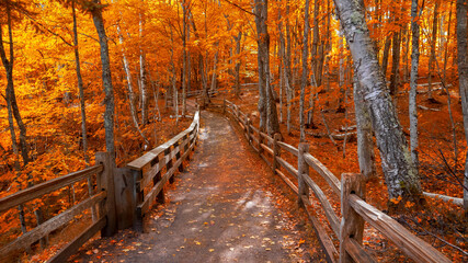 Heldere herfstbomen langs de promenade in de late herfst op het bovenste schiereiland van Michigan