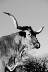 Elegant and simple Texas longhorn cow portrait in rustic black and white.