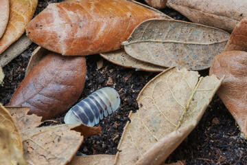 Isopod, Cubaris Jupiter crawling on black coal.