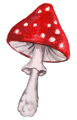 Watercolor fly agaric illustration.
