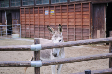 donkey behind fence