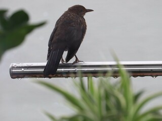 Vogel