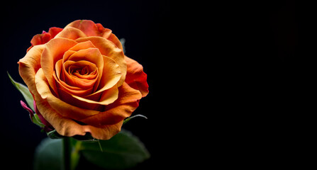 Single isolated orange rose on a black background, room for text