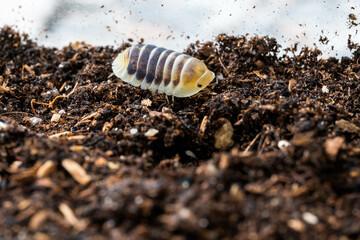 Isopod, Cubaris species Jupiter crawling on the ground.