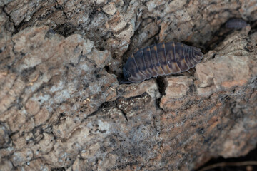 Isopod Cubaris species Platin crawling on marble.