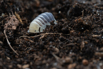 Isopod, Cubaris species Jupiter crawling on the ground. © Kridsadar