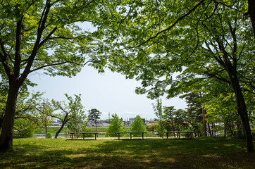 Obraz premium trees in the park
