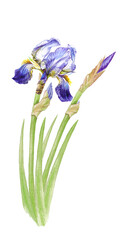 Watercolor irises with buds on a long stem isolated on a white background.Postcard, banner, invitation, business card, wallpaper.