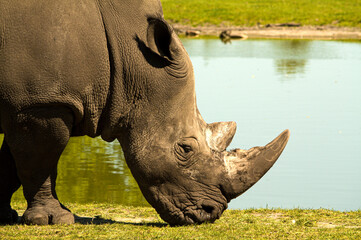 Grassing rhino