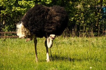 Angry ostrich