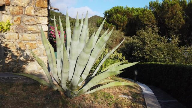 beautiful and huge aloe agave plant in a garden in Liguria, Cinque Terre