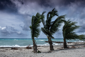 Tropical storm Ida batters the coastline of the Cayman Islands. These palm trees are being blown around in the latest weather formation in the caribbean - obrazy, fototapety, plakaty