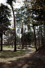 Fototapeta premium path in the forest