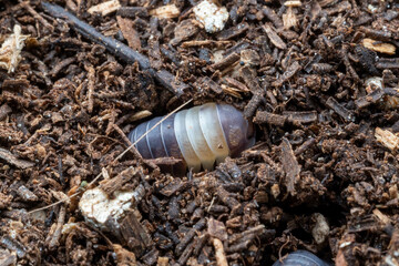 Isopod Cubaris species Panda King lying in the ground.