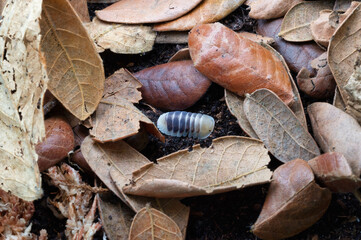 Isopod, Cubaris species Jupiter crawling on black coal.