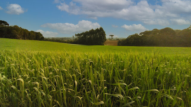Linda paisagem de planta&ccedil;&atilde;o no nosso BRASIL