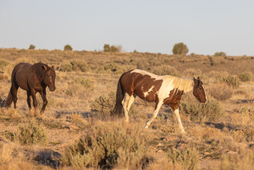 Herd of Wild Horses in the Utah Desert