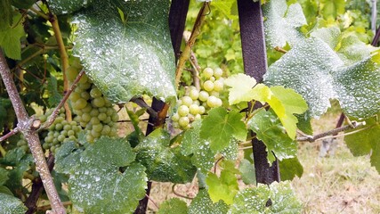 grape vine plant with too much verdigris and chemicals on the leaves to protect the fruit from...