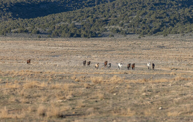 Herd of Wild Horses in the Utah Desert