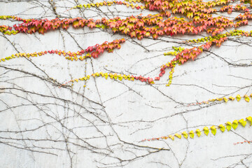  Ivy growing on a wall, autumn colours, background  
