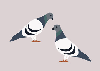 Two pigeons isolated o a plain background, wildlife, urban birds