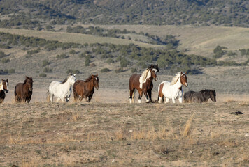 Herd of Wild Horses in the Utah Desert