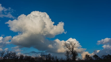 Silhouettes of trees and huge white clouds.