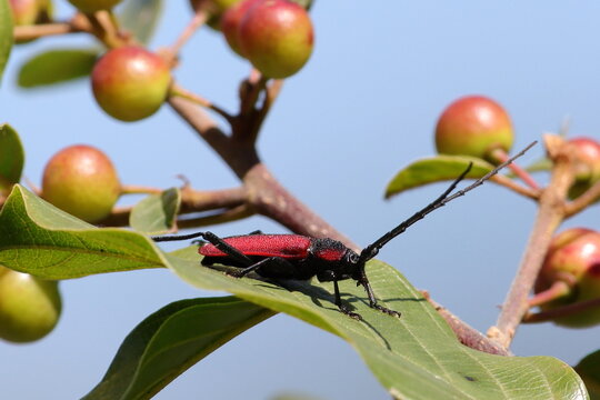 insecte longicorne rouge sur une feuille