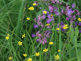 A close up of a flower garden