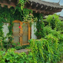 korean traditional style old house with ivy
