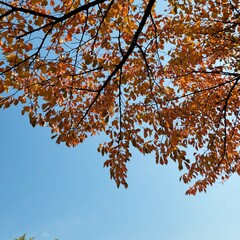 autumn leaves against blue sky
