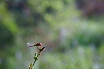 Photo of a dragonfly on a green background. Insects close-up.