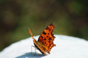 Bright beautiful butterfly close-up. Insects in nature.