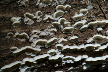 Mushrooms growing on the bark of a tree. The background image.