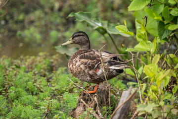 Female mallard on a log closeup