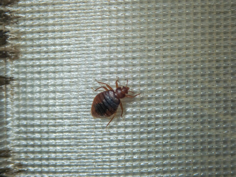 Infection with bed bugs, bugs are invisible on the mattress. Adults are able to reproduce quickly.