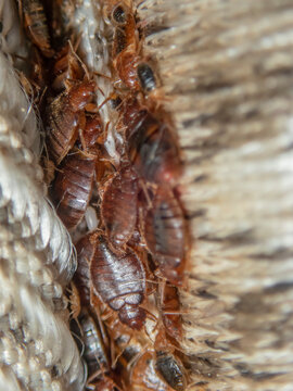 Serious Bed Bug Infestation, Bed Bugs Developed Unnoticed On The Mattress In Folds And Seams