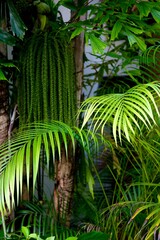 tropical forest with trees