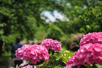 pink and white flowers