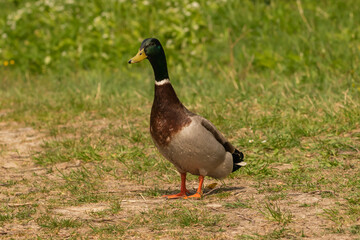Oberriet Switzerland, April 28, 2021 Duck on a meadow