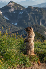 View of a marmot standing in grass in front of a mountain range in Mount Rainier National Park in Washington. Mountain ranges can be seen in the distance as well as light.