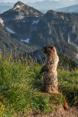 View of a marmot standing in grass in front of a mountain range in Mount Rainier National Park in...