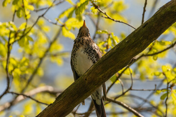 Oberriet Switzerland, April 28, 2021 Bird on a branch