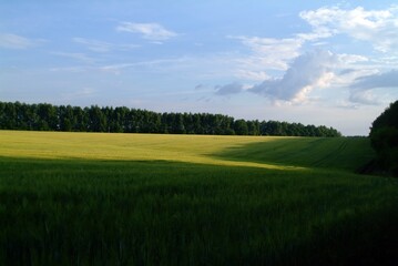 field with wheat on a clear day