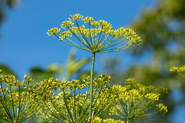 Obraz premium Fennel inflorescences against a blue sky. Fennel blooms close up. Aromatic herb